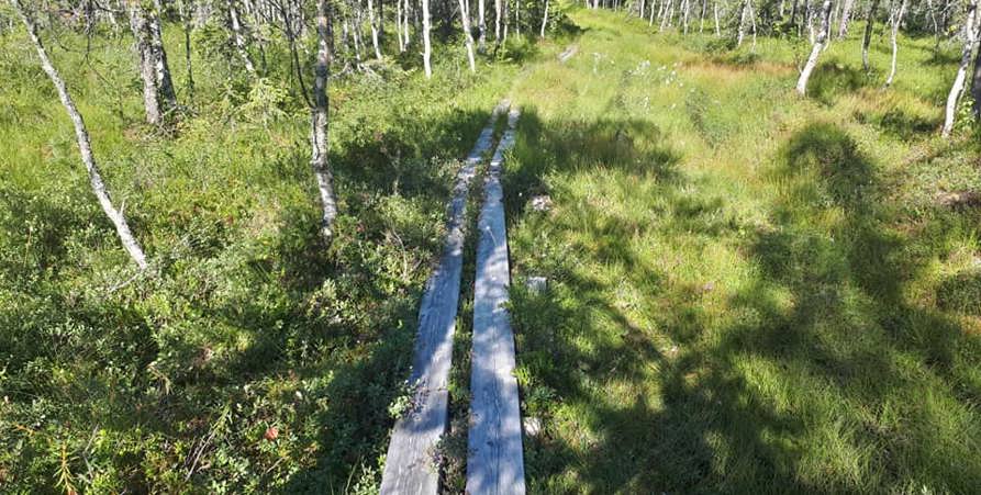 spångning över myrmark.