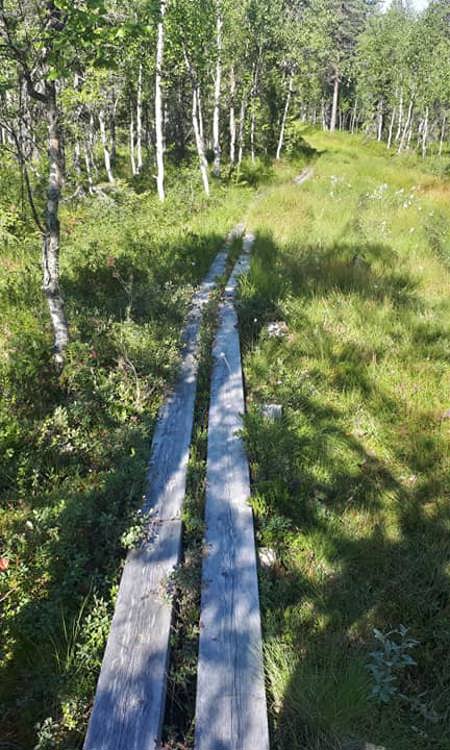 spångning över myrmark.