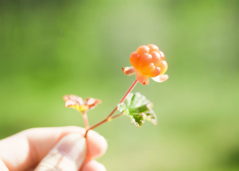 Hand som håller i ett hjortron.
